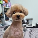 폼#반려견미용실 이미지