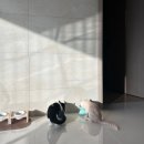 펌킴 | 고양이 습식 캔 기호성(키튼)