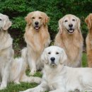 GR kennel 이미지