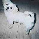 올리몰스 펫샵 이미지