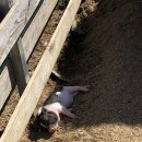 초원목장 이미지