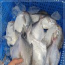 6월 30일(화) 목포는항구다 생선카페 판매생선[ 횟감용 병어, 파갈치, 아나고장어(붕장어), 대갈치 ] 이미지