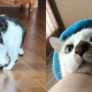 재롱이네 이미지