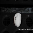 #L16 (`11.06.22 hatching) 이미지