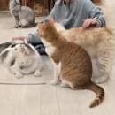 위례서로 | 주말엔 웨이팅, 평일엔 여유! 위례 고양이카페 재방문 후기