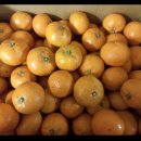 🍊 특가! 제주노지귤 10kg 1만7천원(중대과) 커도 맛있으세요!^^(사후관리철저!) 이미지