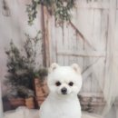 안나펫살롱 이미지