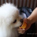구떼쥬르