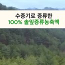 솔잎