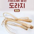 백도라지 도라지청 도라지차 가루 효능 자세히 이미지