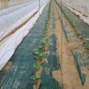 🌟 하우스 공중 재배방식 미니 밤호박 - 4kg 무료배송 🌟 이미지