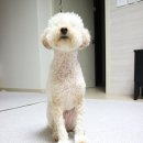 쏘밍컴퍼니 | 강아지관절영양제 펫노우 아스로펫