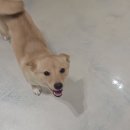 [입양완료]웃는미소가 매력적인 햇살이😄 이미지