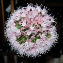 백신2리 이미지