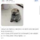 도그송 강아지분양 인천 송도점 이미지