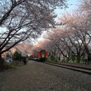 화사한봄날의봄꽃열차 이미지