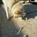 강생이네 이미지