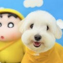 그루머 댄 이미지