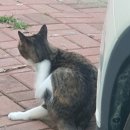 말괄냥이 이미지
