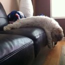 꿈꾸는 강아지 이미지