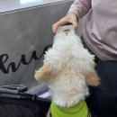 현대애견사료 | [공지] 2025 메가주 일산 펫페어 첫날 후기 주차정보 꼭! 확인하세요!!