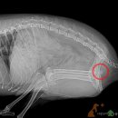사랑우리애동물병원 이미지