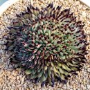 위너스타 이미지