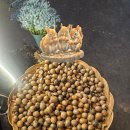 도토리 정원 이미지