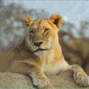 마라천국 이미지