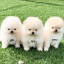 삼앤코 네이버블로그