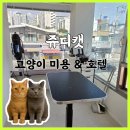 부산고양이미용&호텔 냥스타그램 | 부산고양이미용 잘하는 곳, 동래 쥬디캣에서 7살 설이의 대변신!