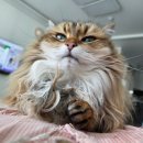 낭낭그루밍 이미지