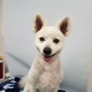 D&C 그루밍 샵 이미지