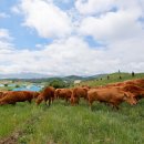 국립축산과학원 한우연구소 이미지