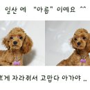 모델독 네이버블로그
