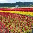 철원 나들이 (순담계곡(한탄강 주상절리길), 고석정꽃밭,삼부연폭포) 이미지