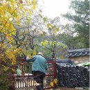 도천농산 Daum카페