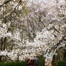 에클레시아남성합창단 이미지