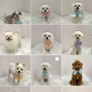 디어펫살롱 이미지