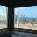 제주민들레 이미지