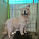 차우차우 믹스 이미지