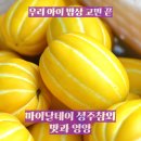 아이 밥상 고민 끝 40대 아빠가 강력 추천하는 마이달데이 성주참외 맛과 영양을 한 번에 잡는 최고의 선택