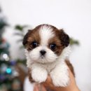 도그플러스 동물병원 이미지