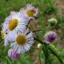 상동시민의강 이미지