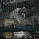 ANOTHER DOG 이미지