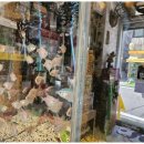 퍼피살롱 이미지