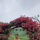 장미농원 이미지