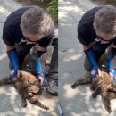 드라이브펫 이미지