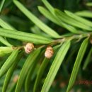 입암초교병설유치원 이미지