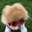 귀여운강아지 이미지